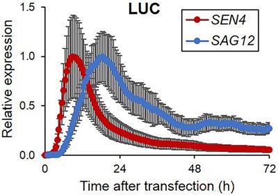 Rapid Investigation of Functional Roles of Genes in Regulation of Leaf Senescence Using Arabidopsis Protoplasts